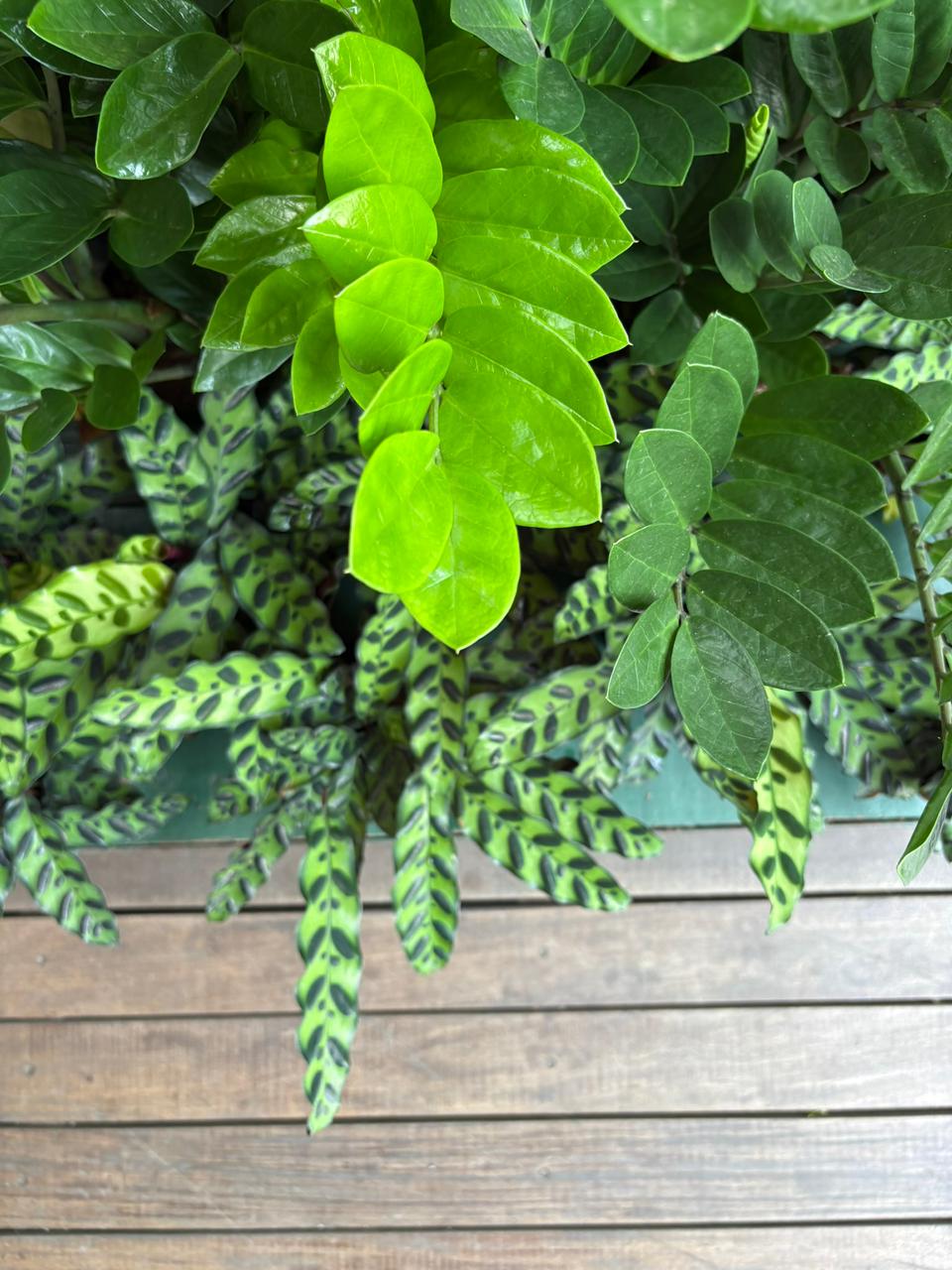 Mesas ao ar livre na Ginkgo